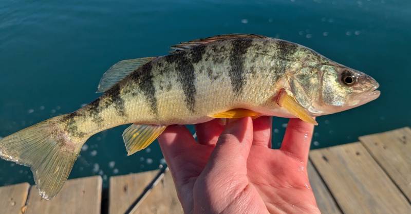 Yellow perch in Center Line