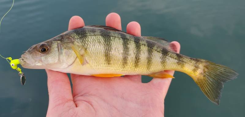 Yellow perch in Center Line