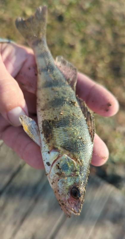 Yellow perch in Leipsic