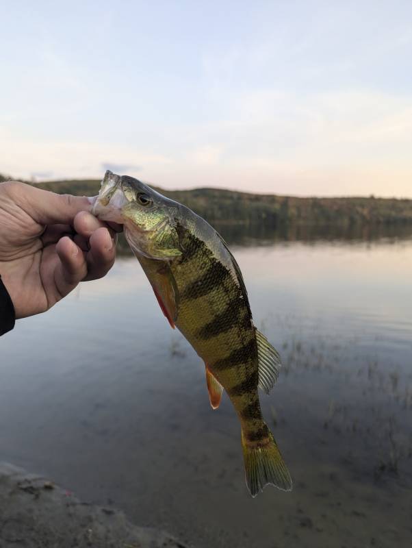 Yellow perch in Franklin County