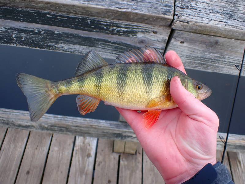 Yellow perch in Milford