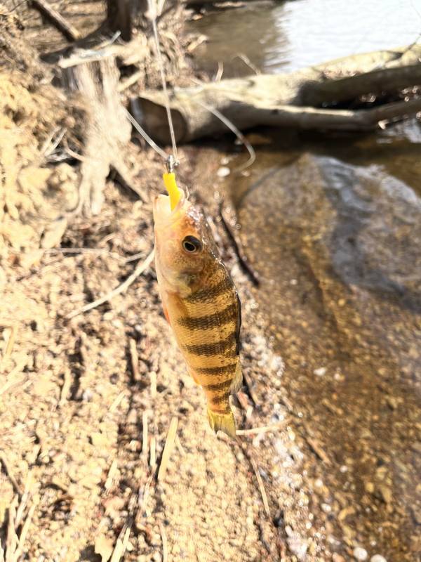 Yellow perch in New Kensington