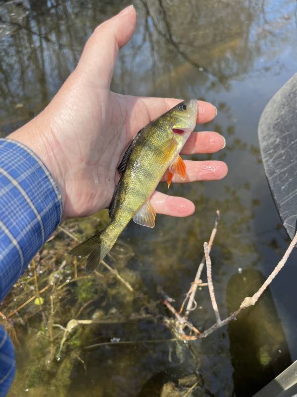 Yellow perch in Franklin