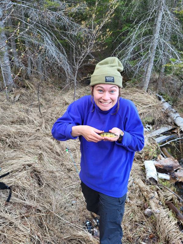 Yellow perch in Lake County