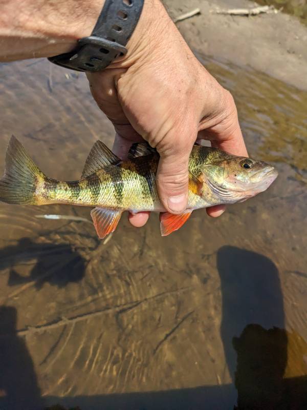 Yellow perch in Hill