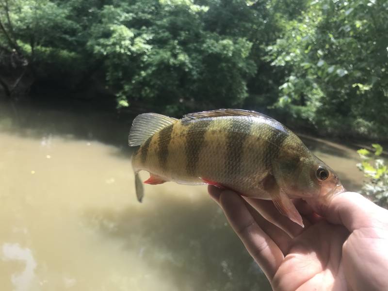 Yellow perch in Knightdale