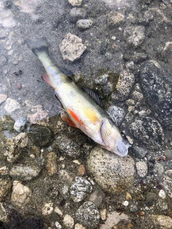 Yellow perch in Nashua