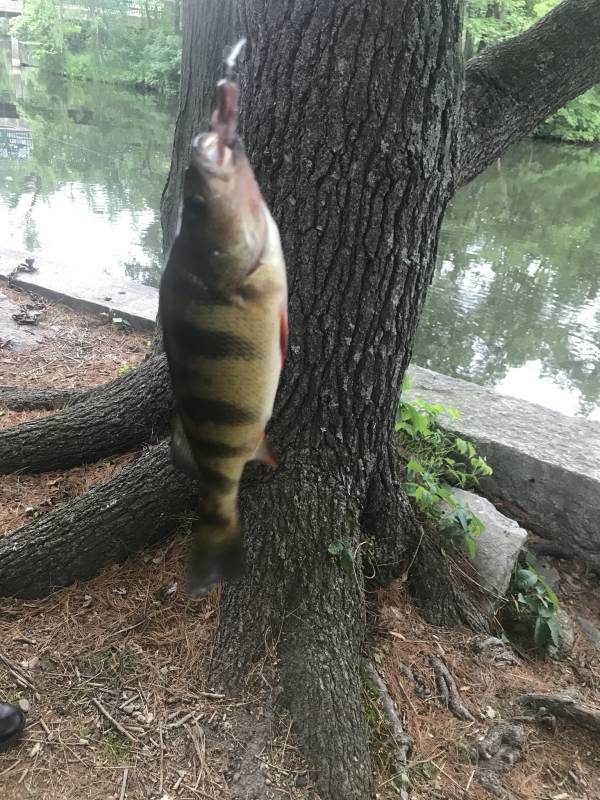 Yellow perch in Nashua