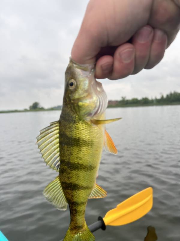 Yellow perch in Minnesota