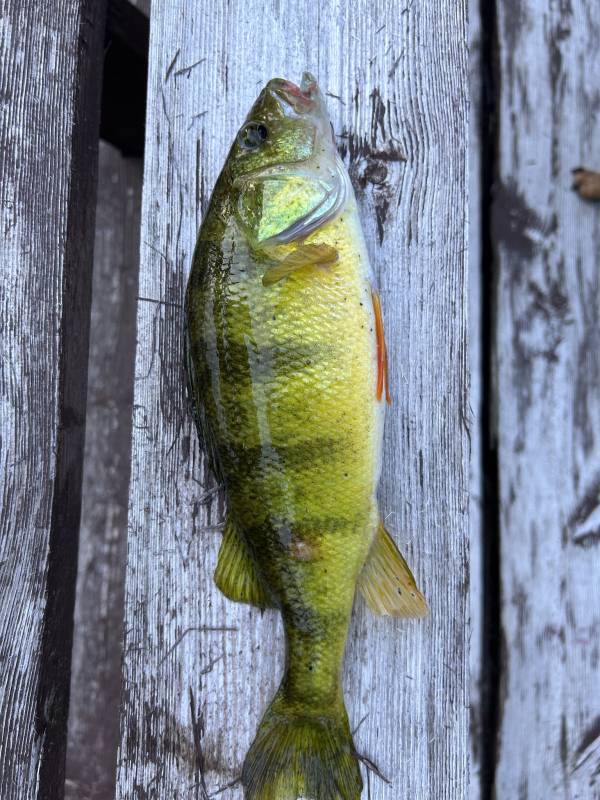 Yellow perch in Minnesota