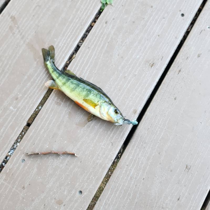 Yellow perch in Snoqualmie