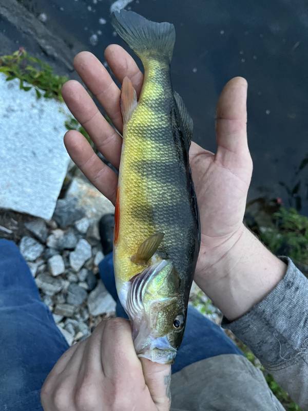 Yellow perch in Nashua