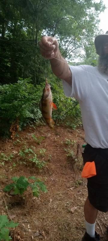 Yellow perch in Nashua