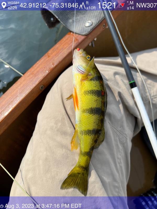 Yellow perch in Village of Hamilton