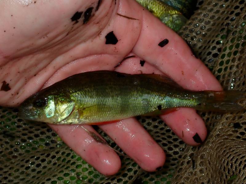 Yellow perch in Fountain Hill