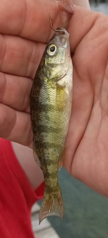 Yellow perch in Boyne Falls