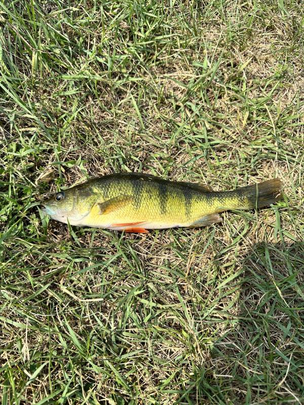 Yellow perch in Mississippi River