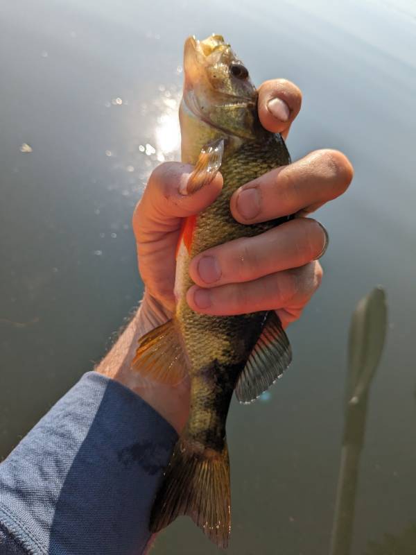 Yellow perch in Hill