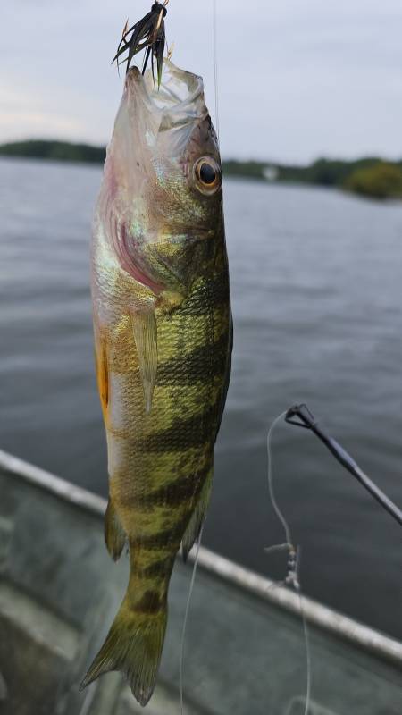 Yellow perch in Gloucester County