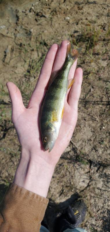 Yellow perch in Keosauqua