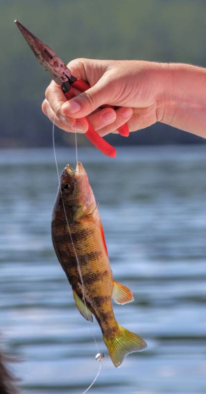 Yellow perch in Village of Fort Edward
