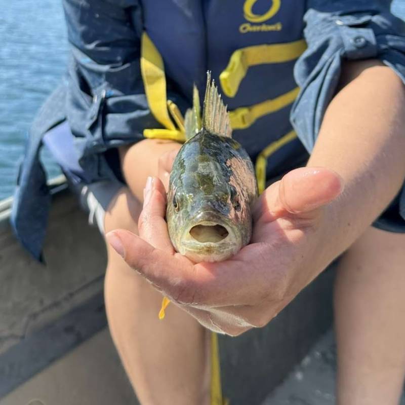 Yellow perch in Village of Sharon Springs