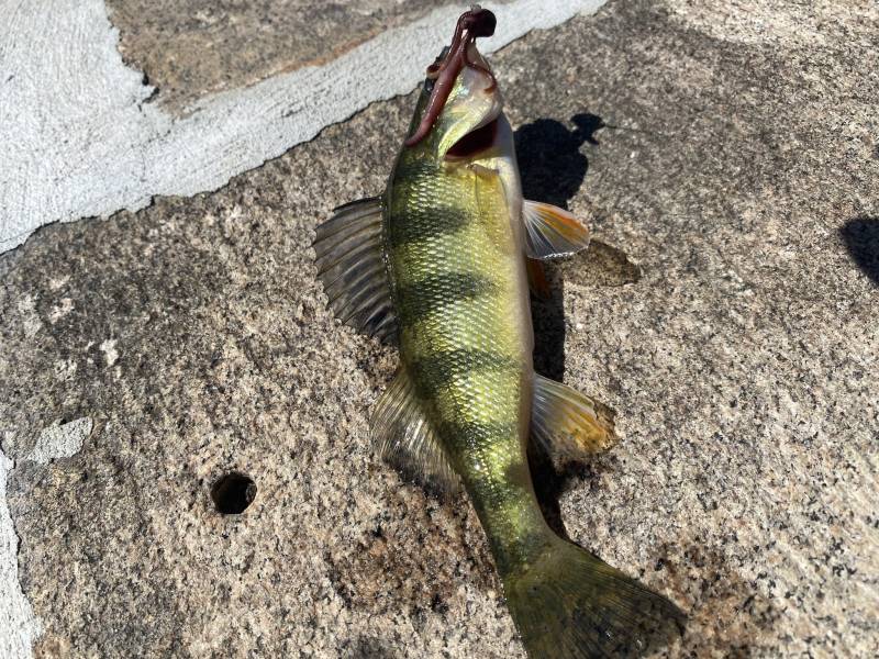 Yellow perch in Ambler