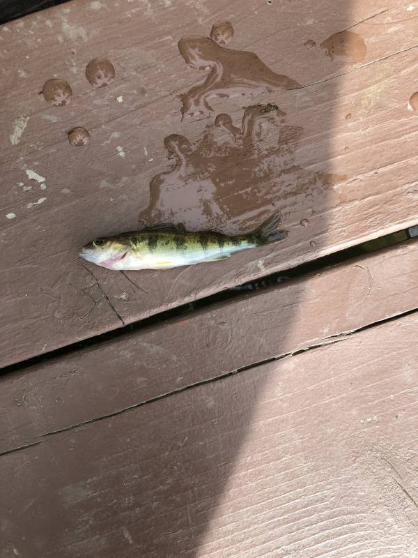 Yellow perch in Oakland