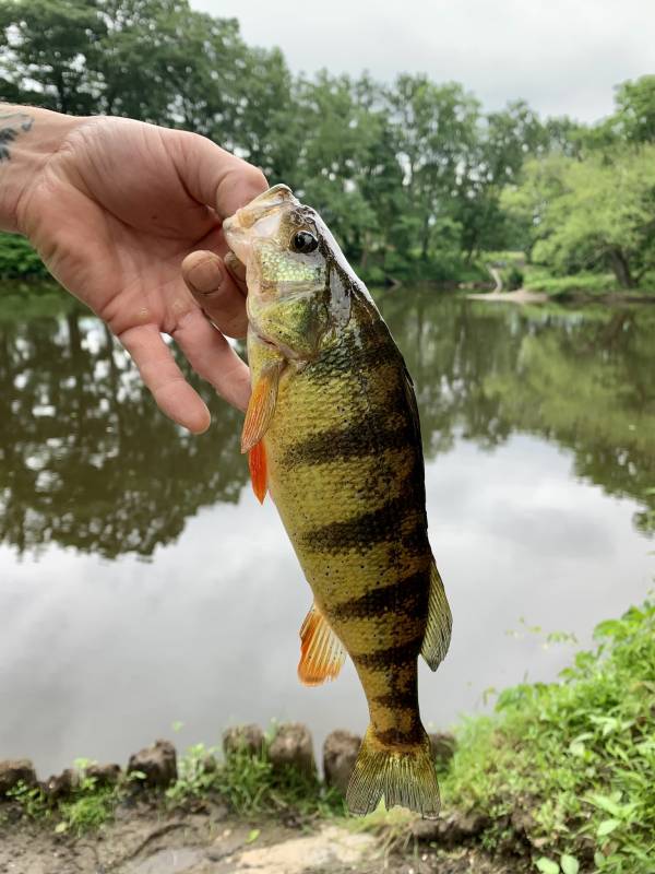 Yellow perch in Village of Bloomingburg