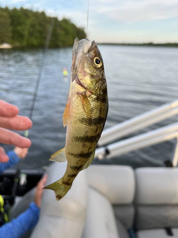 Yellow perch in East Gull Lake