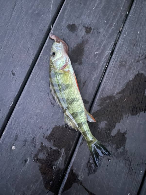Yellow perch in Pembroke