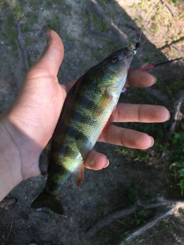 Yellow perch in Nashua