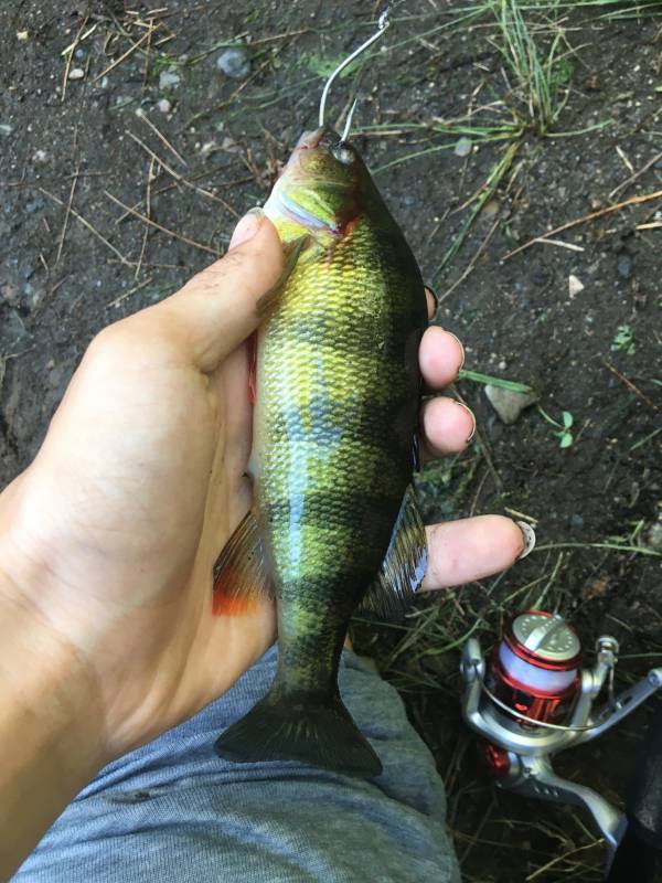 Yellow perch in Nashua