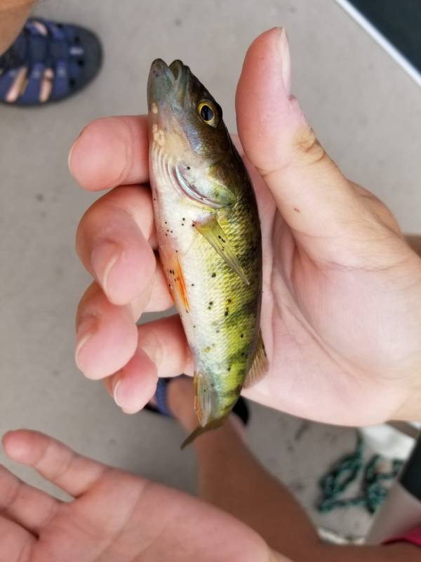 Yellow perch in Wisconsin