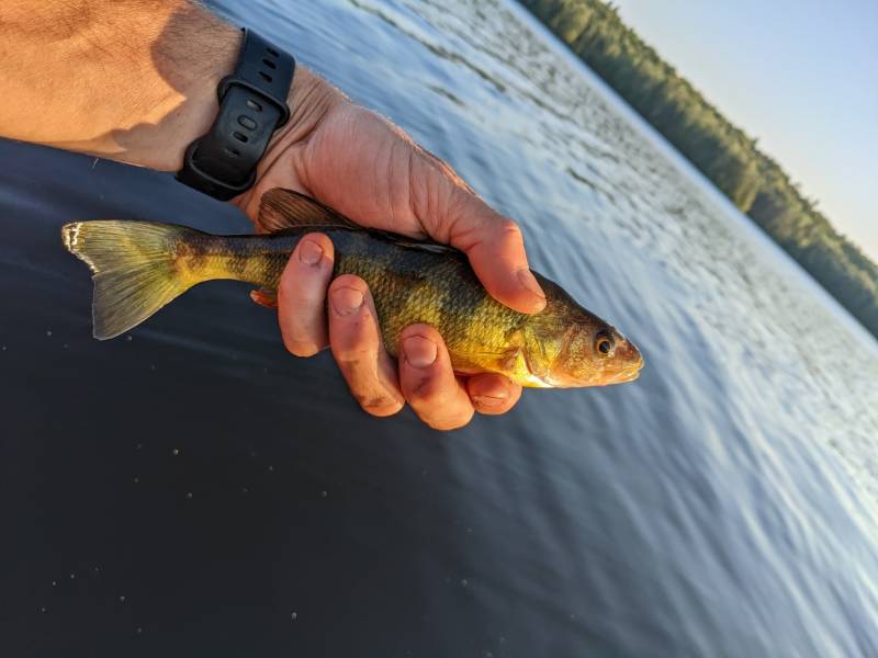 Yellow perch in Coös County