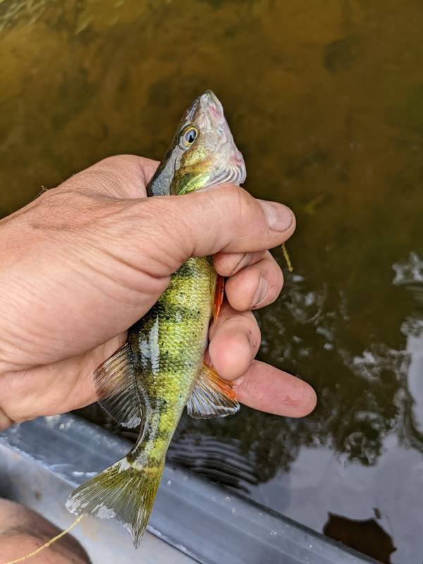 Yellow perch in Coös County