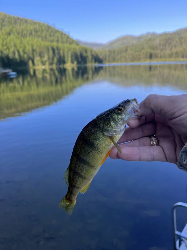 Yellow perch in Montana