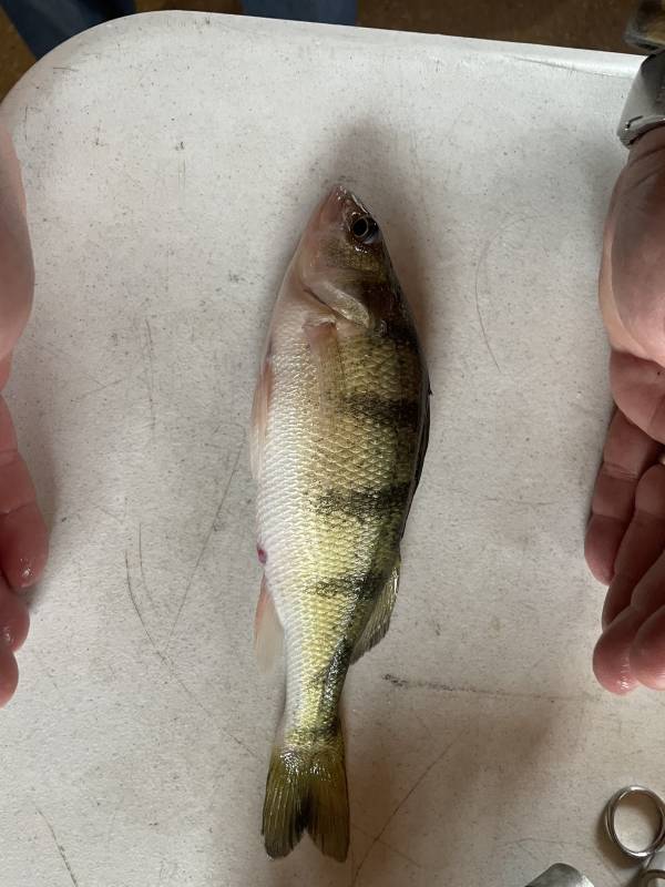 Yellow perch in Upper Red Lake