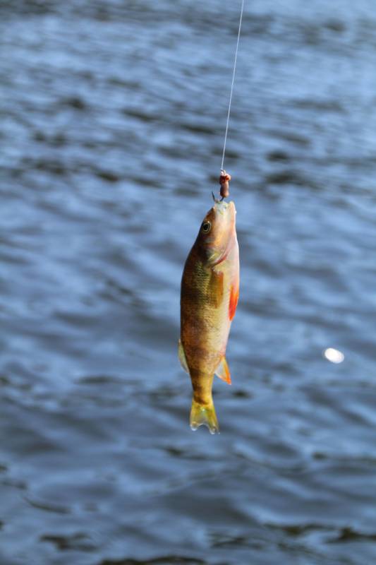 Yellow perch in Village of Fort Edward