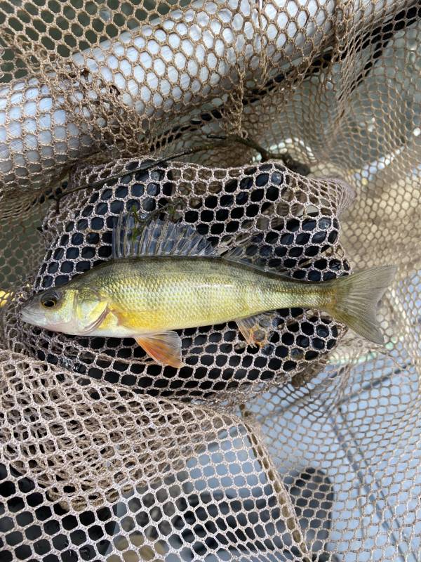 Yellow perch in Georgia