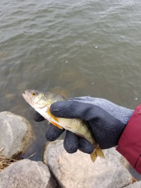 Yellow perch in Clear Lake