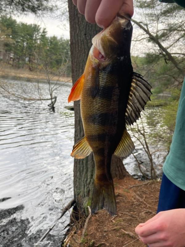Yellow perch in Nashua