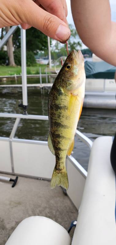 Yellow perch in Camden