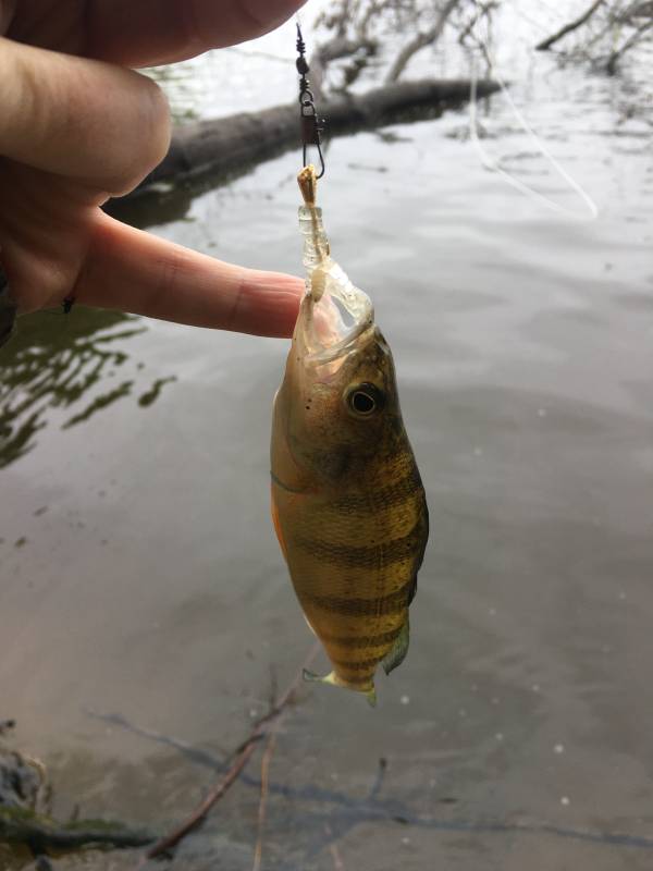 Yellow perch in Sharpsville