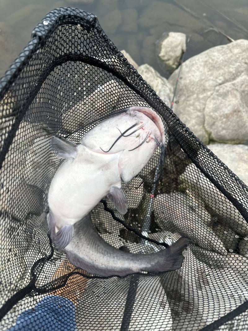 Blue catfish in United States