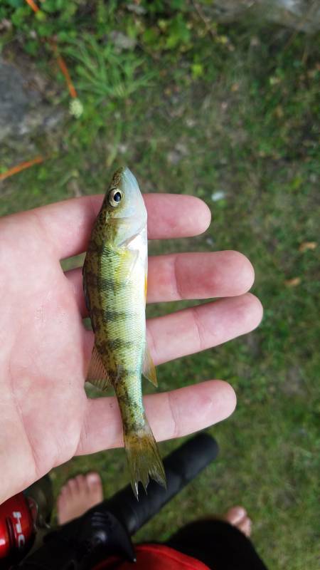 Yellow perch in Wisconsin
