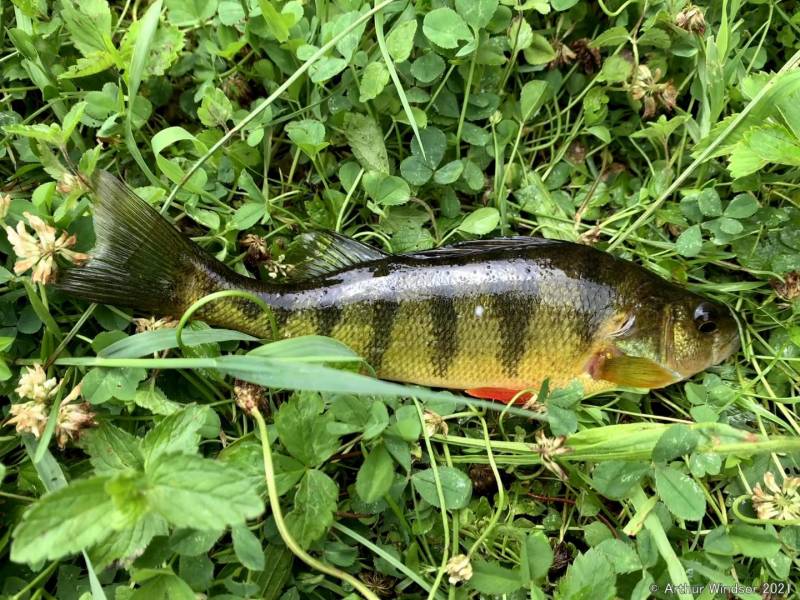 Yellow perch in Village of Tully