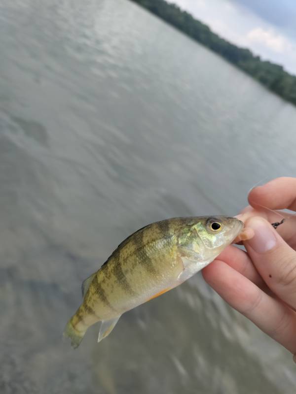 Yellow perch in Yeadon