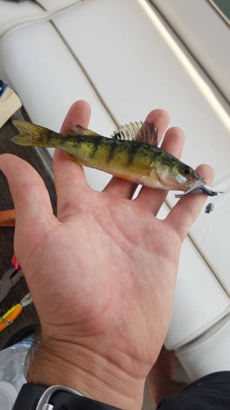 Yellow perch in Oconomowoc