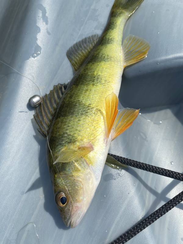 Yellow perch in Saint Albans City